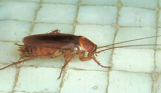 roaches drains exterminating